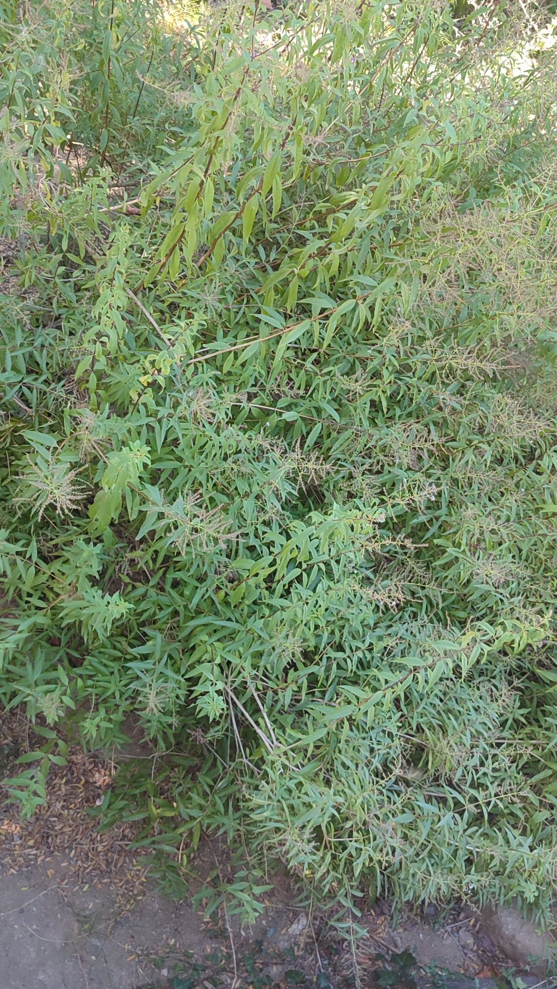 Lúcia-Lima | Doce-Lima | Limonete | LemonBeebrush - Planta Medicinal
