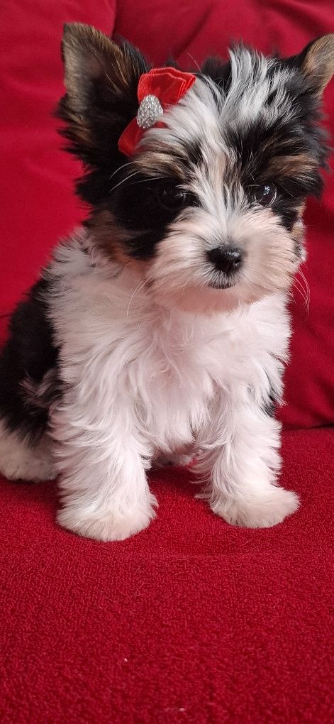 Biewer Yorkshire Terrier suczka rodowod 4 pok. Zhpr Uci