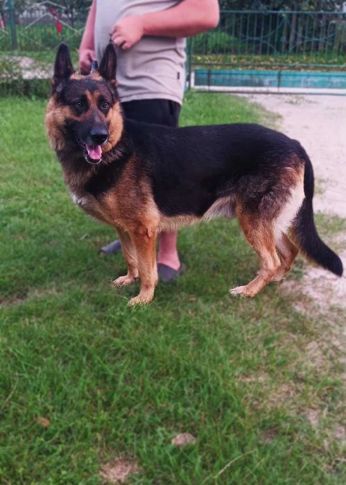 Цуценята німецької вівчарки чистокровні