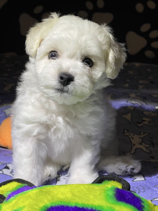 Бішон фрізе. Цуценята чекають на тебе