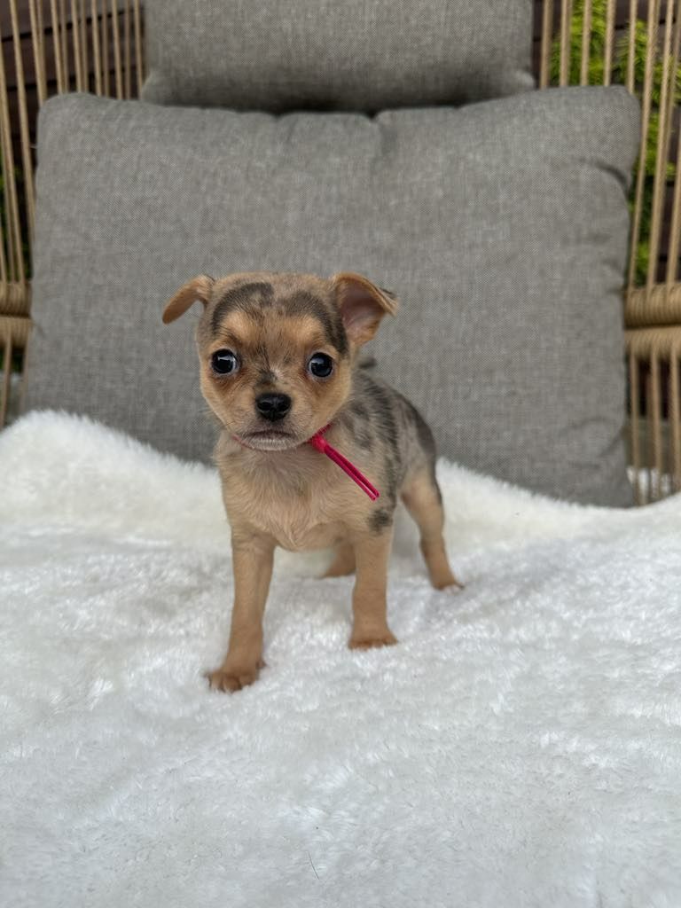 Przesliczna dziewczynka Chihuahua  choco merle tan