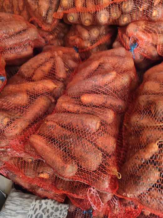 Продам моркву Болівар