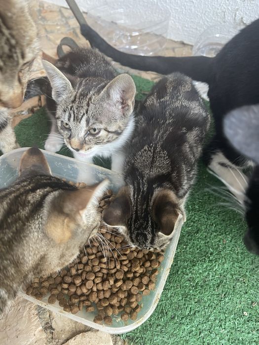 Gatinhas bebes - 2 meses