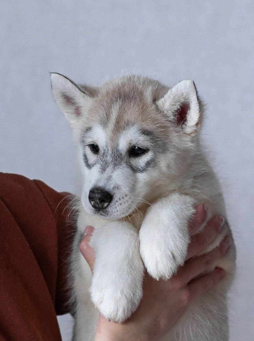 Twój idealny towarzysz z hodowli Siberian Husky.