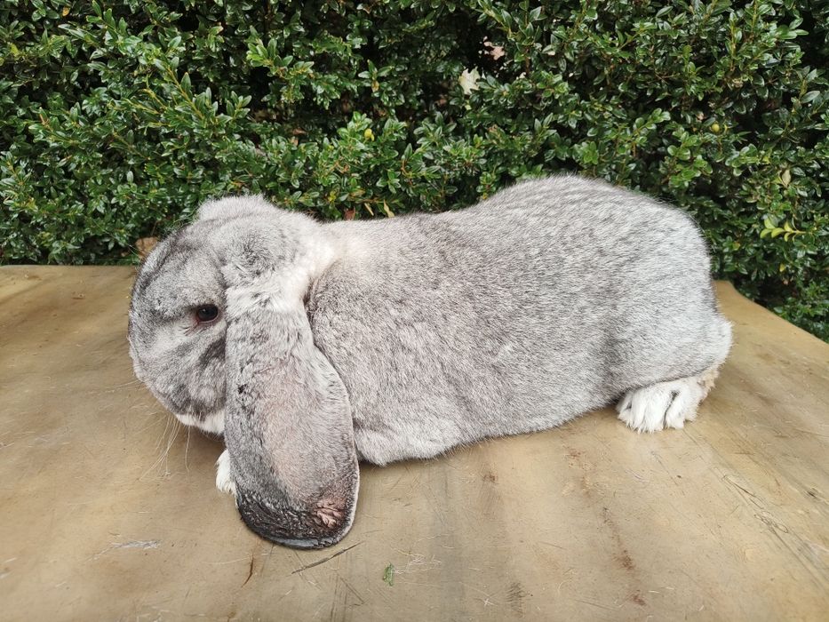 Baran Francuski Szynszylowy SAMIEC królik