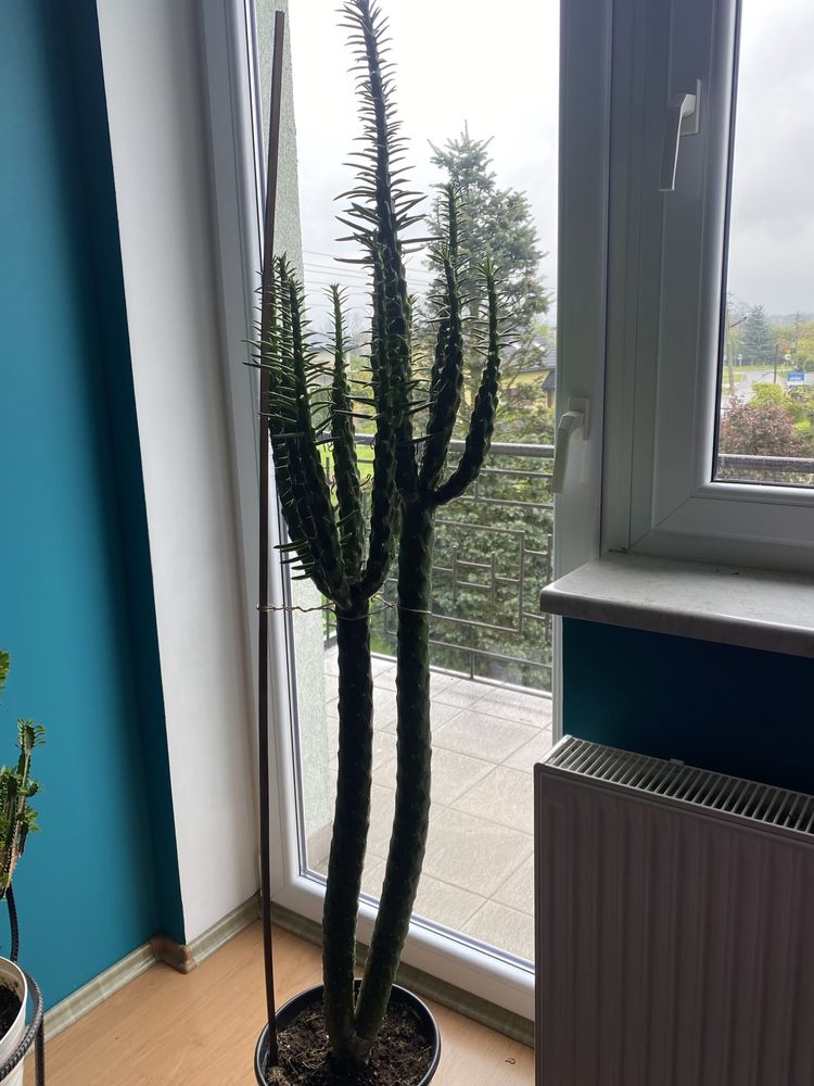 Kaktus wysokosc 170 cm  i 140 cm