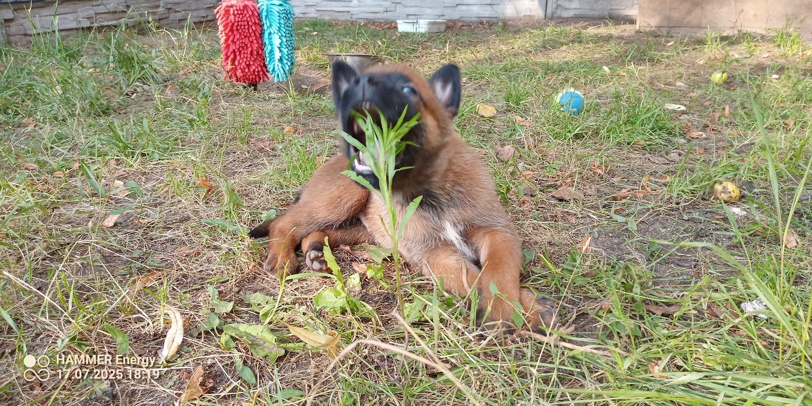Owczarek belgijski Malinois FCI