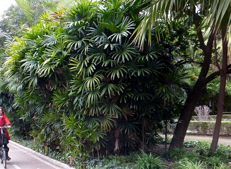 Palmeiras Ráfis, Ráfia, ou Rhapis excelsa