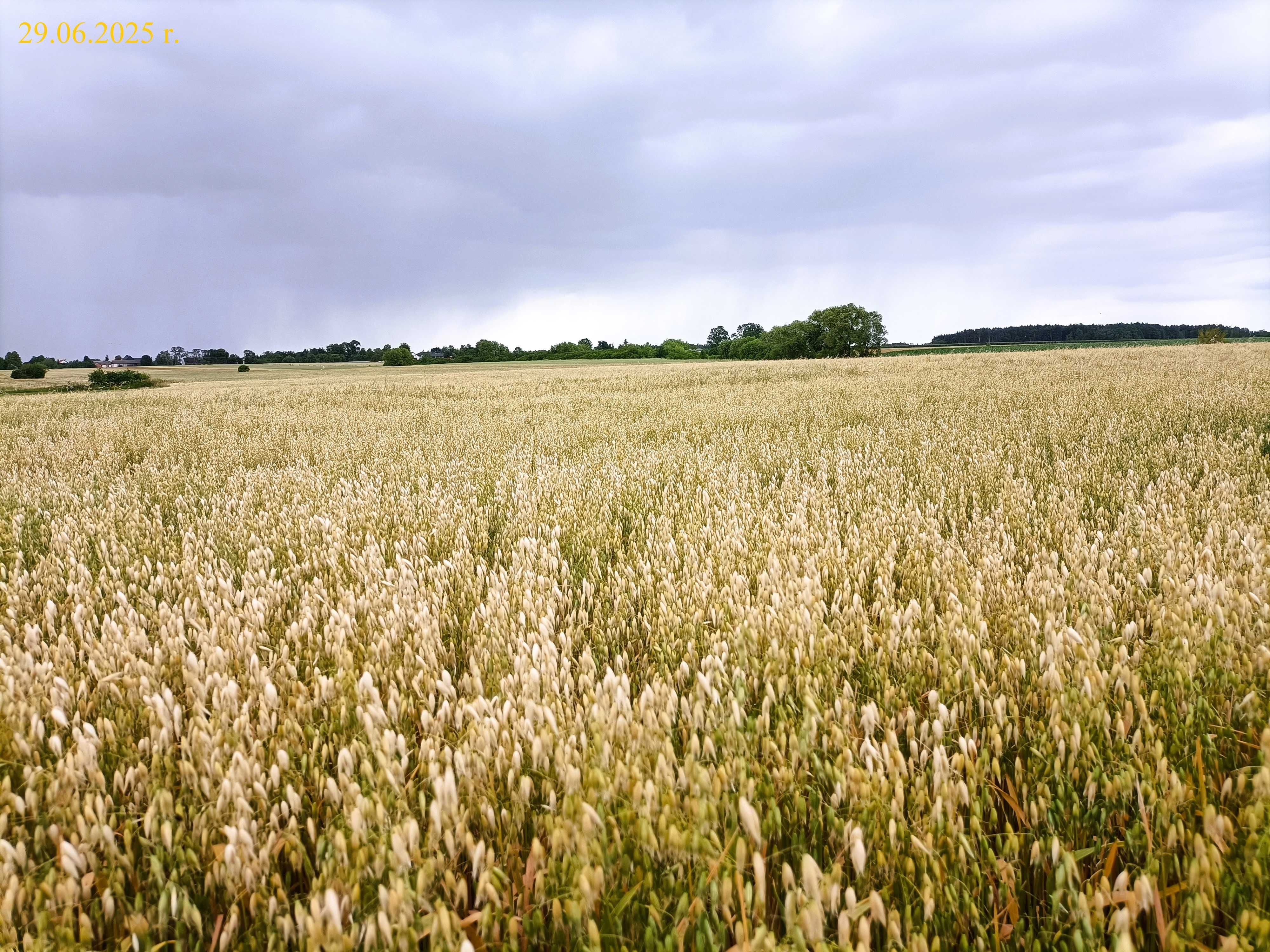Owies ozimy - tegoroczny plon 7 t/ha