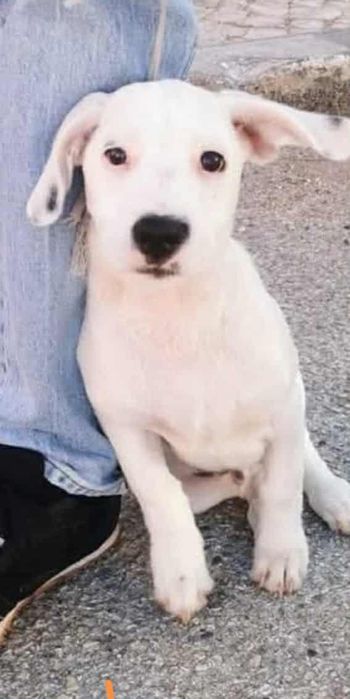 Cachorro 4 meses