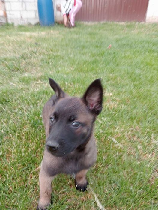 Owczarek belgijski malinois