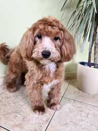 Maltipoo F1 samiec