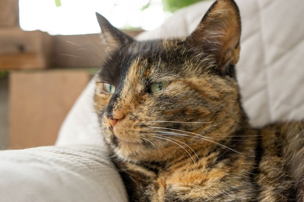 Merida, piekna kotka o wyjątkowym charakterze