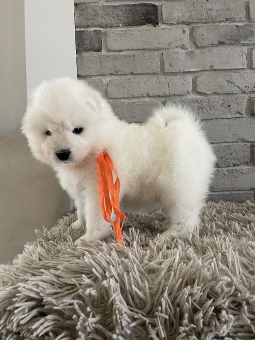 Piesek, samoyed, ZKwP, szczenię.