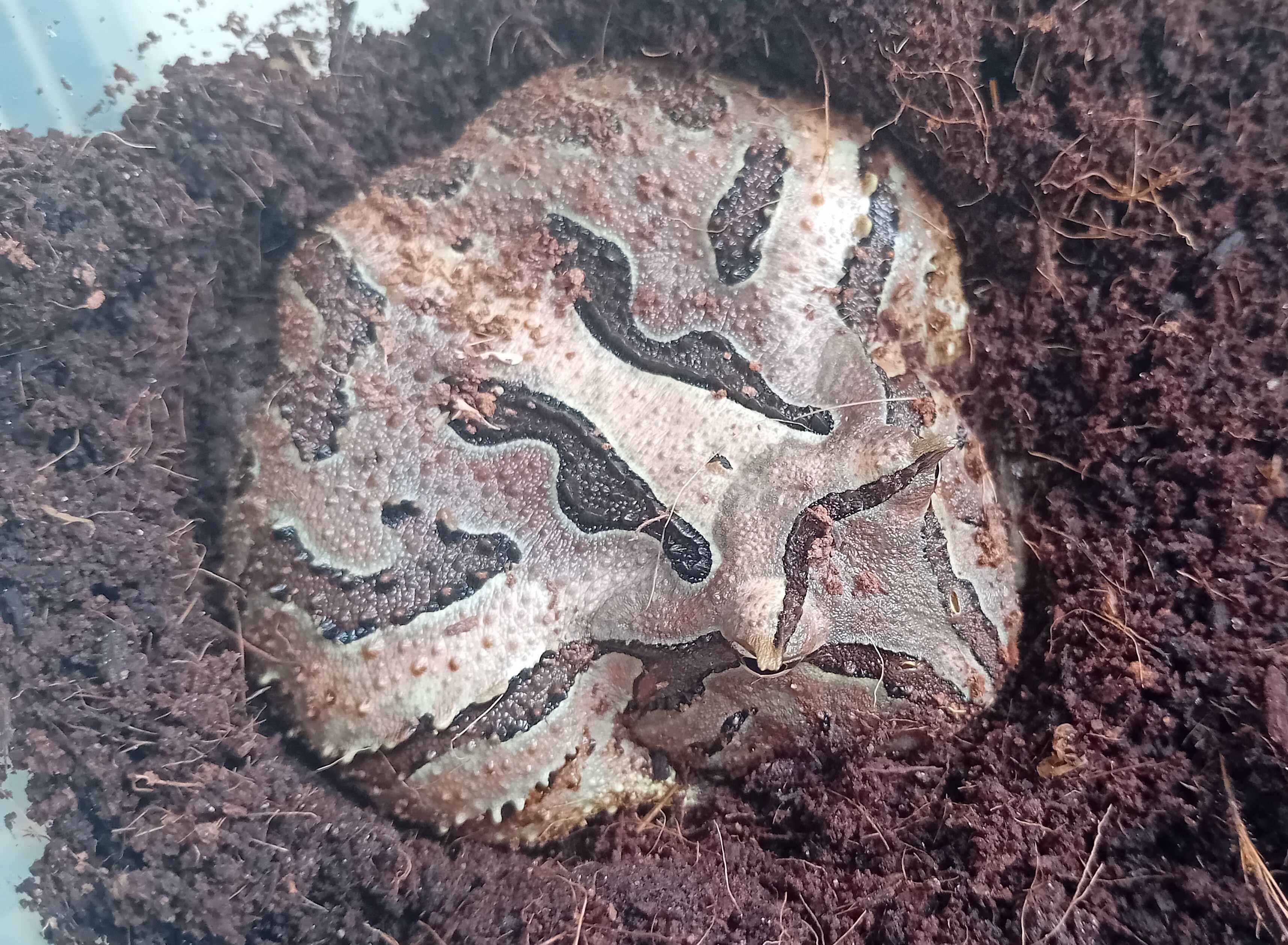 Żaba rogata (Ceratophrys sp)