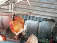Vendo galos Braham buff