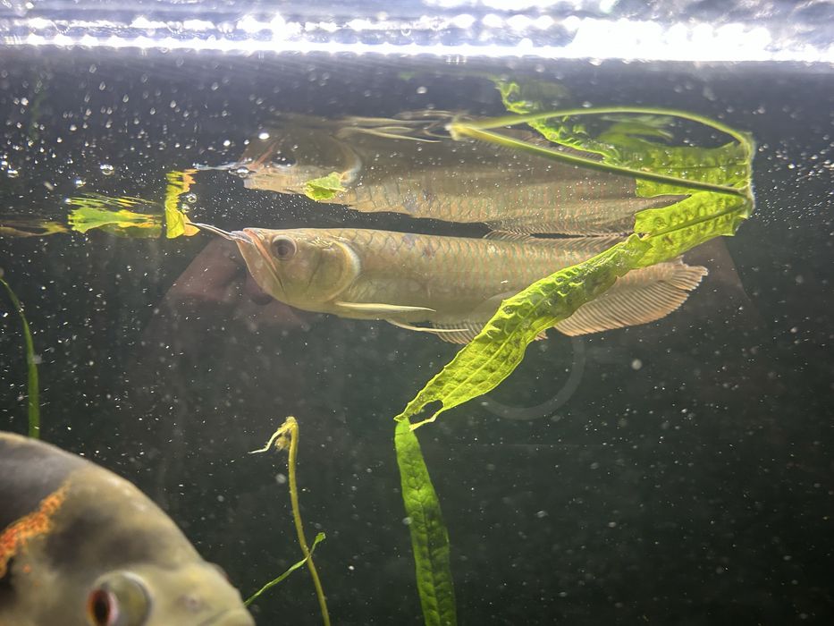 Ryby akwariowe okazja