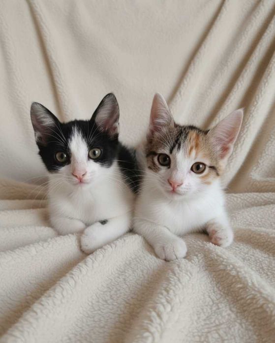 Setúbal / Margem Sul / Lisboa — ANGEL e BUBBLES, gatinhos para adoção