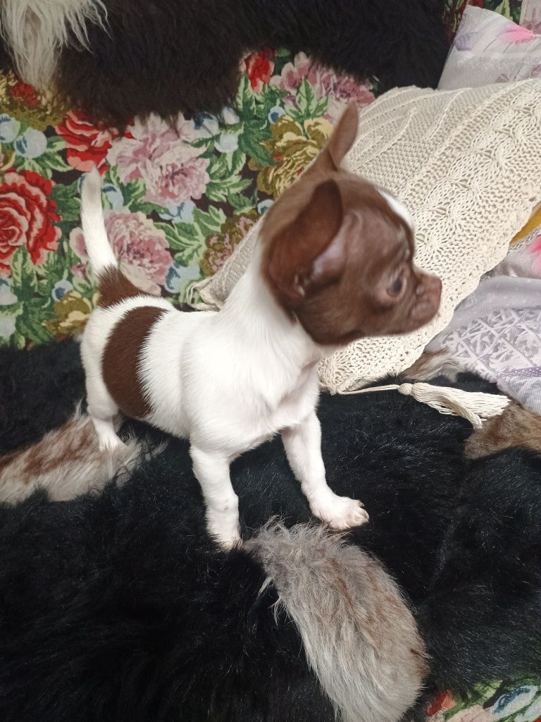 Chihuahua XXS, delikatna dziewczynka „CALLA"
