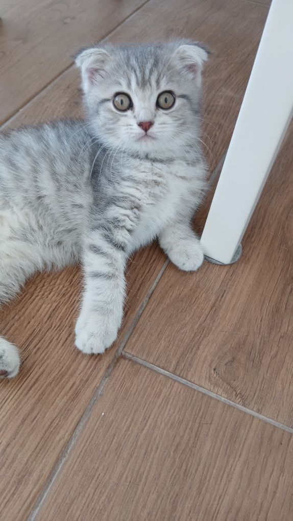 Fêmea scottish fold