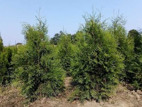 Tuja Brabant! 200,220,240,250,300 cm! Sadzimy! Tuje! Thuja! Dowozimy!