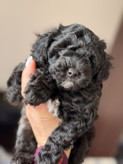 Продам малишей Мальтіпу