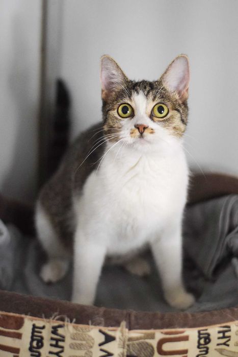 Drobniutka Apla szuka domu