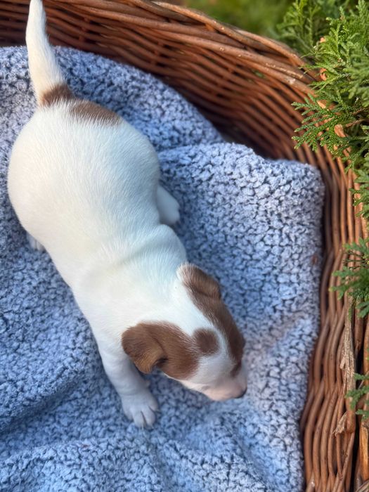 Jack Russell Terrier # SMARTIE JACKS# śliczna suczka PURE female Jack