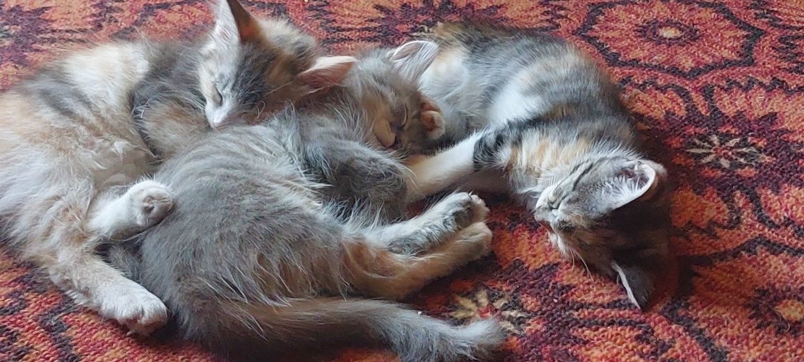 Кошечка в добрі ручки