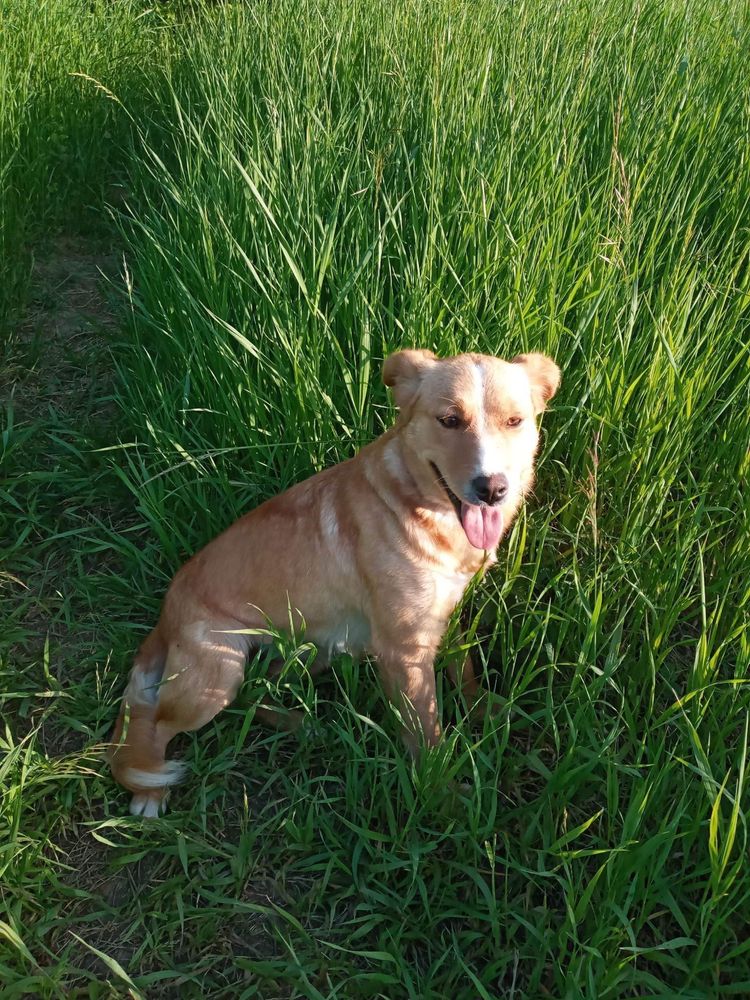 Kochana, tulaśna Strzałak  szuka domku -pokochaj, adoptuj!