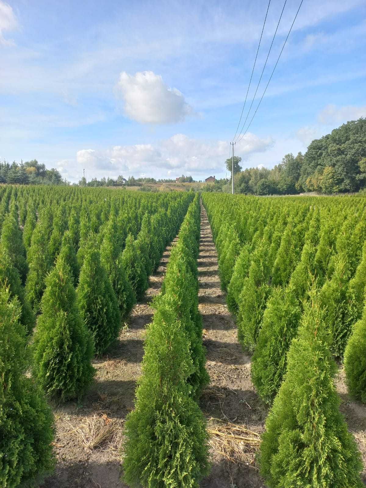 thuja (tuja) smaragd od producenta