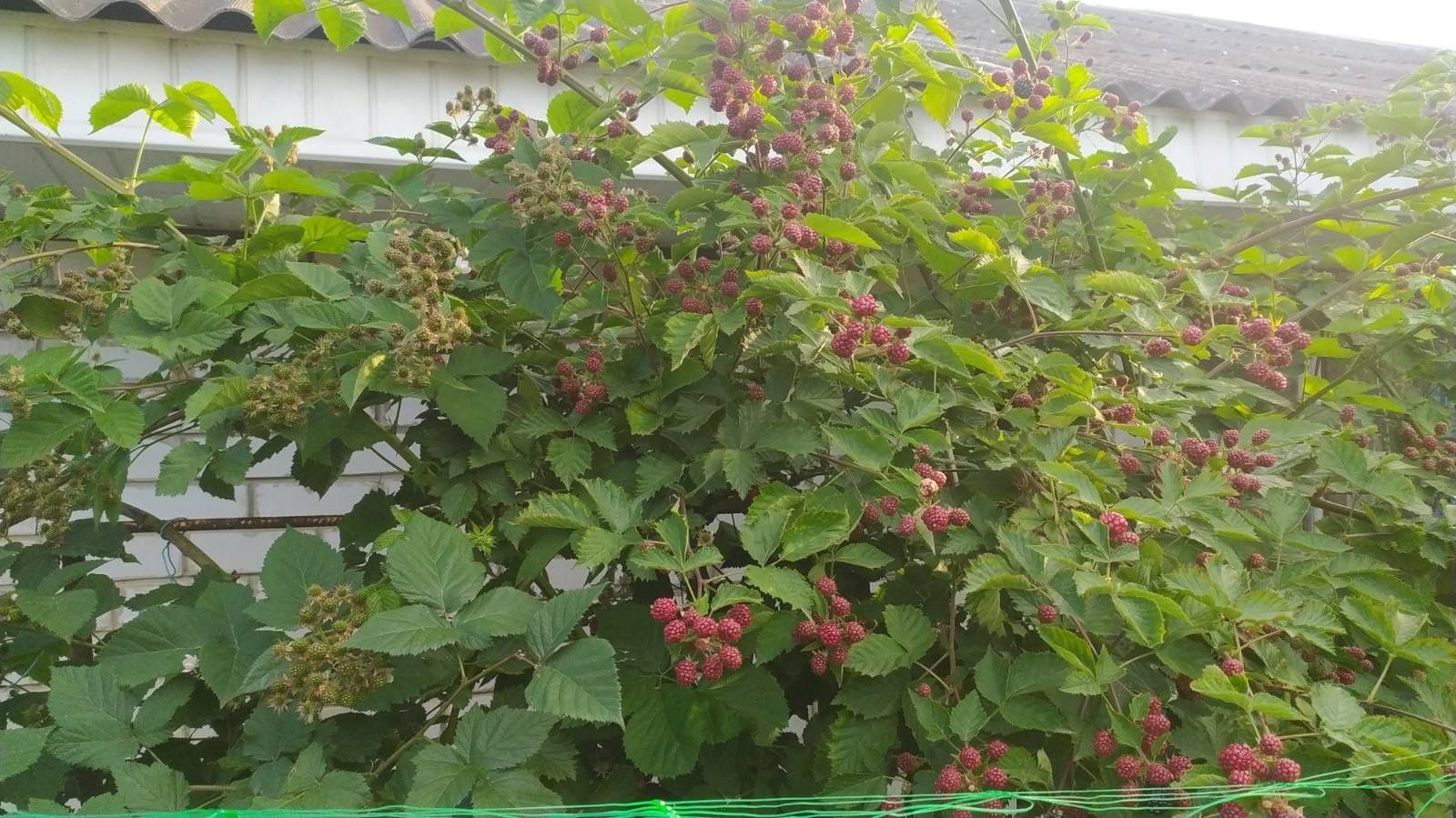 Продам саженцы ежевики