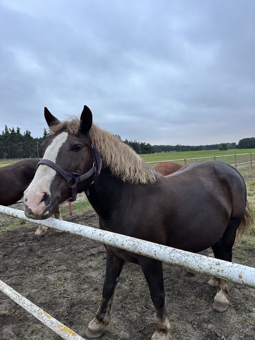 Sprzedam klacz zimnokrwistą