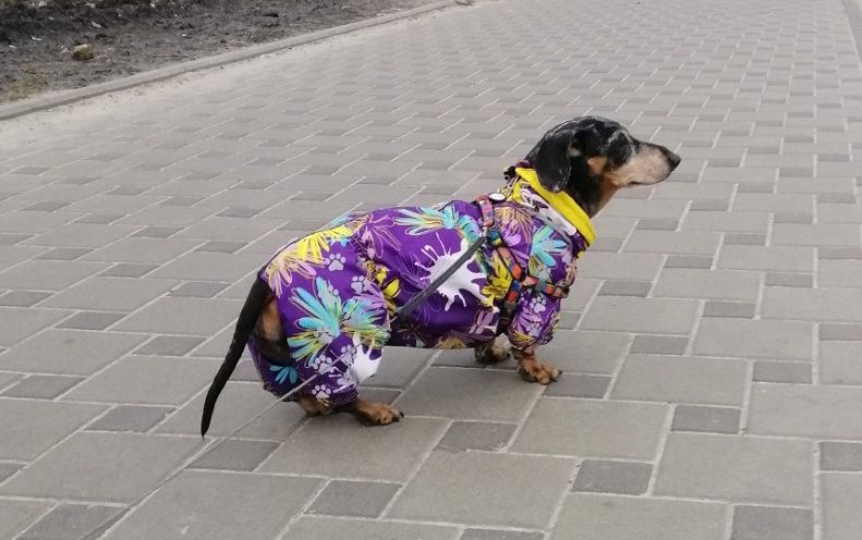 Дощовик для собачки