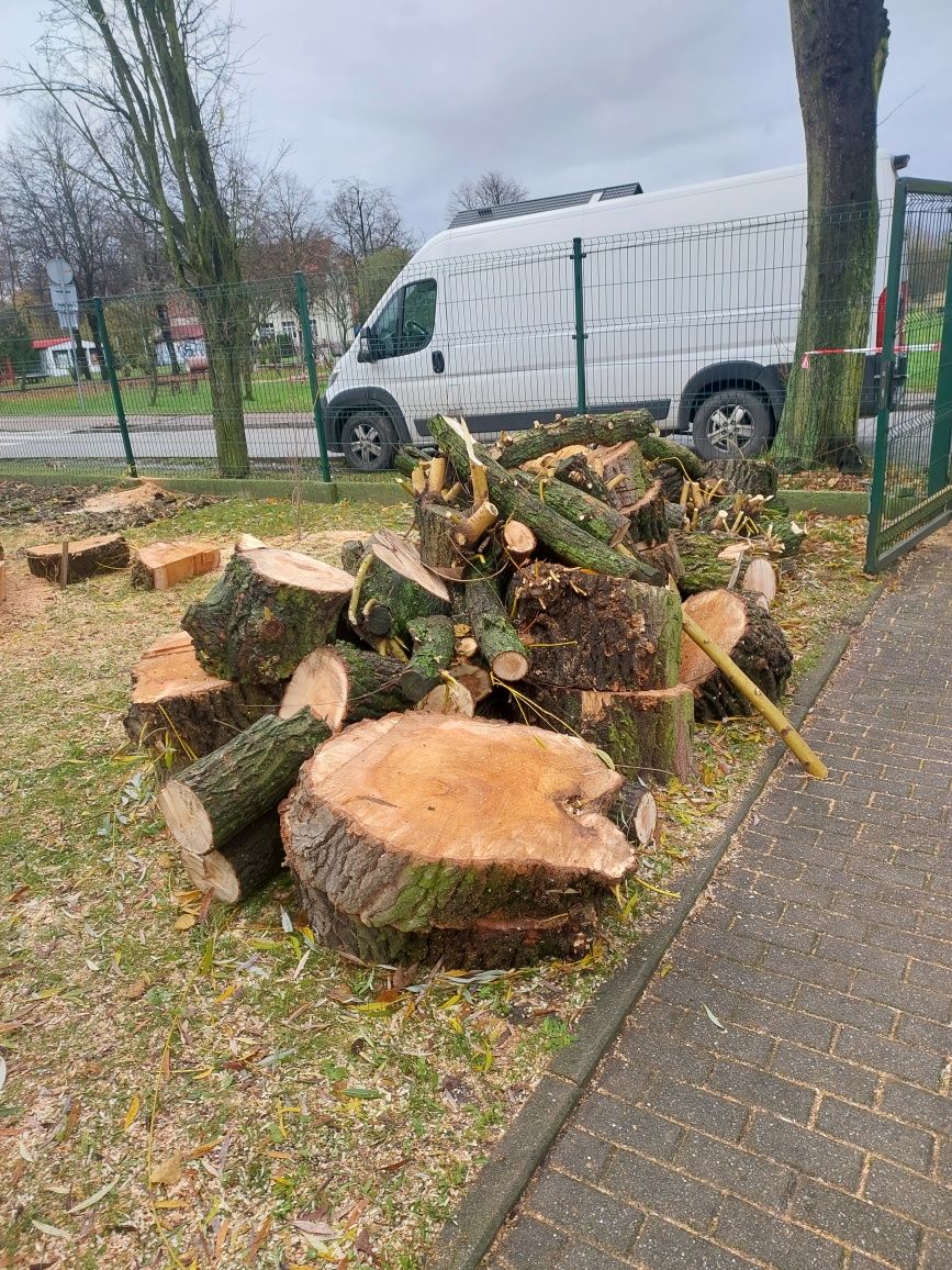 Drewno opałowe brzoza owocowe lipa