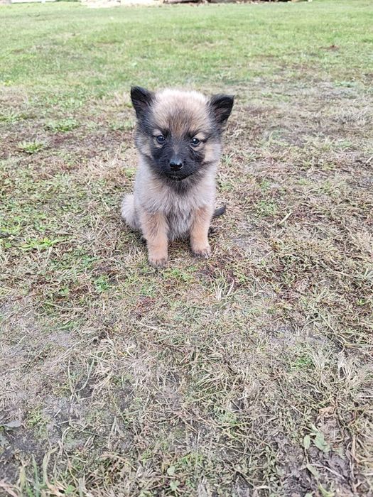 Віддам песиків у добрі руки!!!