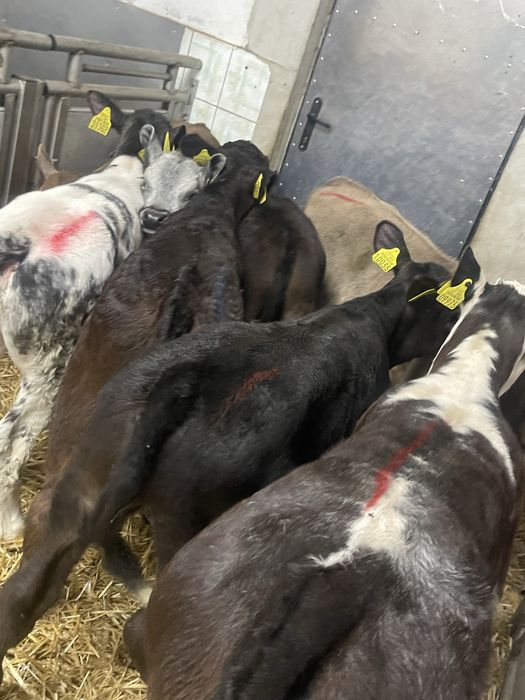 Sprzedam cielaki transport  cała Polska Wocławek