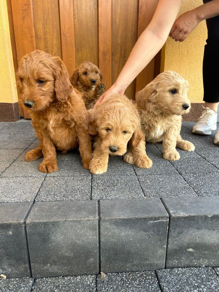 Szczeniak goldendoodle