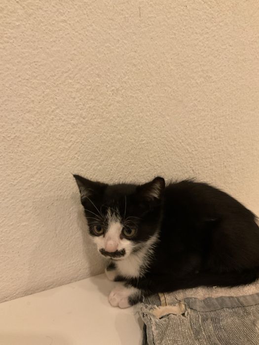 Procura-se Humanos para Mimar