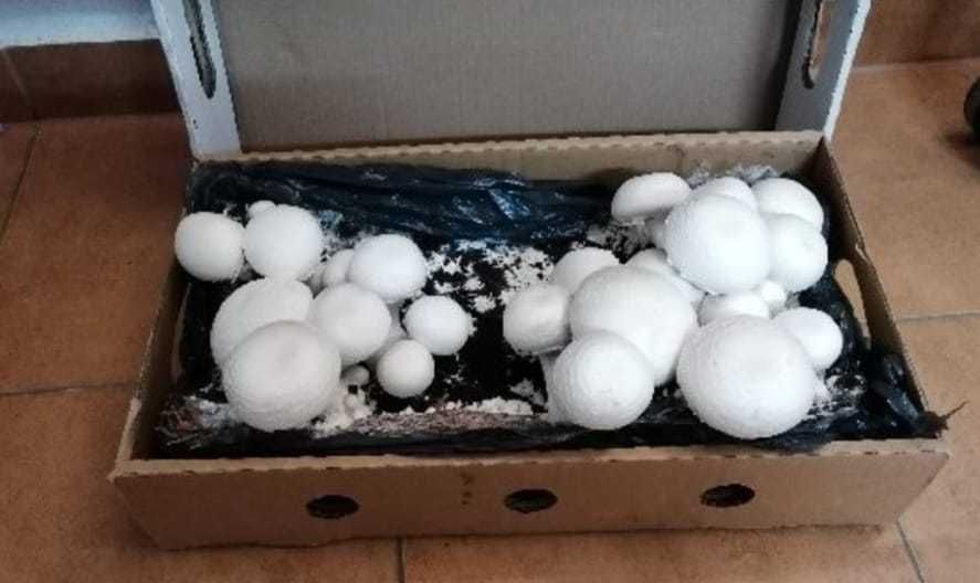 Grzybnia pieczarki białej i boczniaka