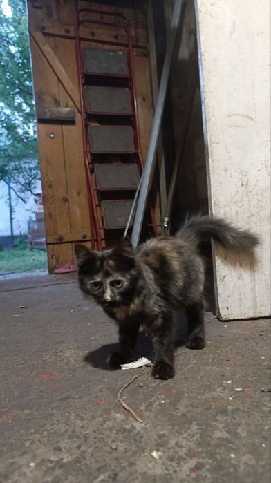 Безкоштовно кошенят віддаємо.