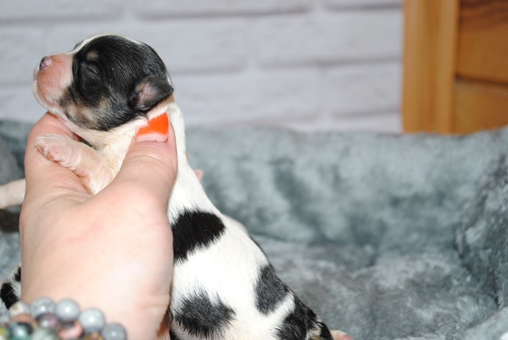 Малята біверята до Нового Року