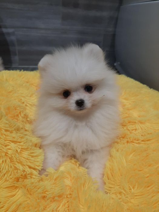 Szpic miniaturowy pomeranian chlopak