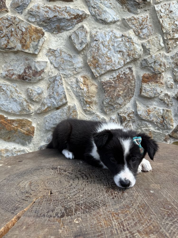 Border collie Preta e Branca