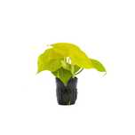 Epipremnum aureum Neon Pothos - Jibóia - Terrários Répteis