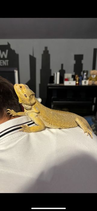 Agama brodata+terrarium