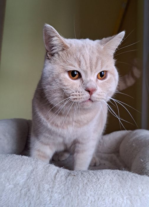 Kot brytyjski reproduktor kremowy fpl na sprzedaż