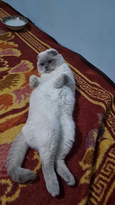 Вязка Шотландец котик