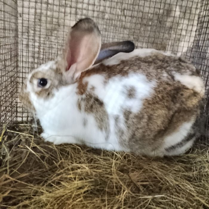 Кролики, кролі домашні мішаних порід, кітна самиця