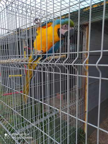 Papagaios/araras/cacatuas